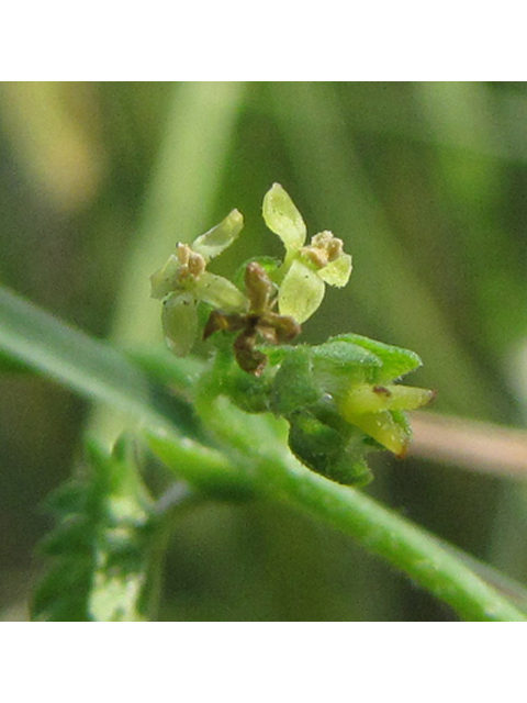 Tragia brevispica (Shortspike noseburn) #36190