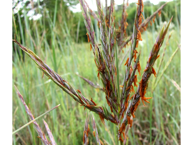 Andropogon gerardii (Big bluestem) #35853