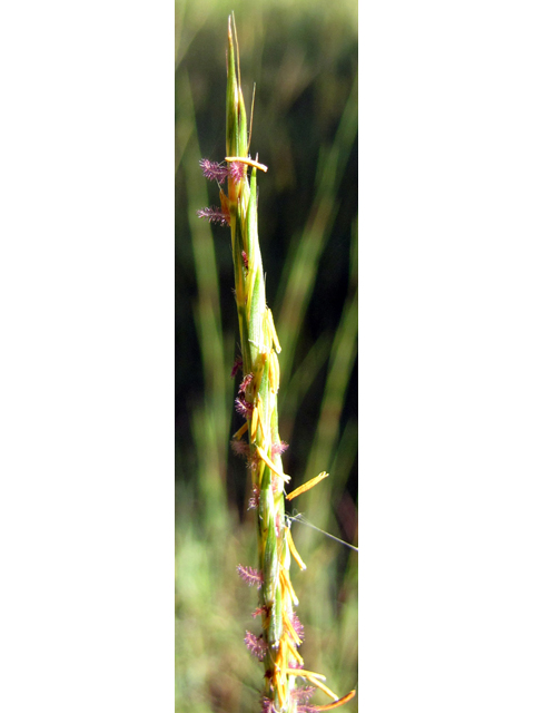 Andropogon gerardii (Big bluestem) #35858