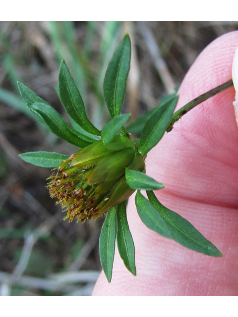 Bidens frondosa (Devil's beggartick) #35868