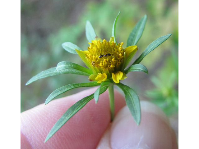 Bidens frondosa (Devil's beggartick) #35869