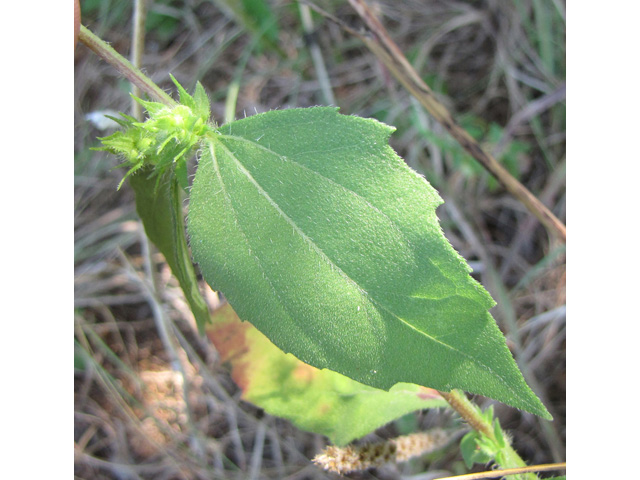 Iva annua (Annual marshelder) #35941