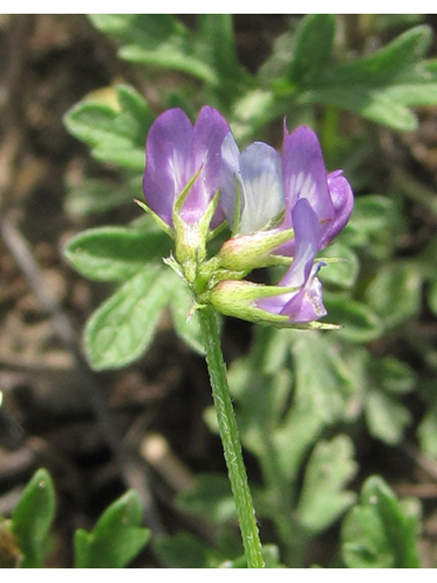 Astragalus nuttallianus (Nuttall's milkvetch) #35956