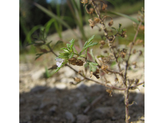 Leucospora multifida (Narrowleaf paleseed) #35962