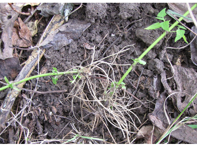 Fleischmannia incarnata (Pink thoroughwort) #35987