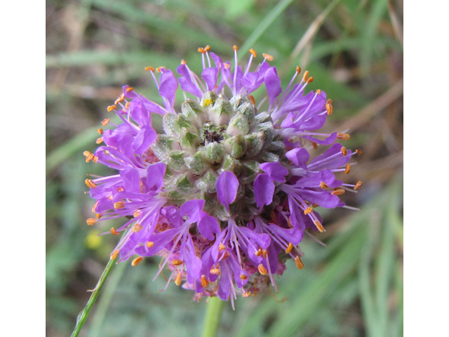 Dalea compacta (Compact prairie clover) #36008