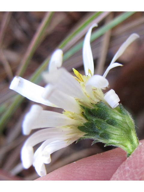 Symphyotrichum patens var. patens (Spreading aster) #36018