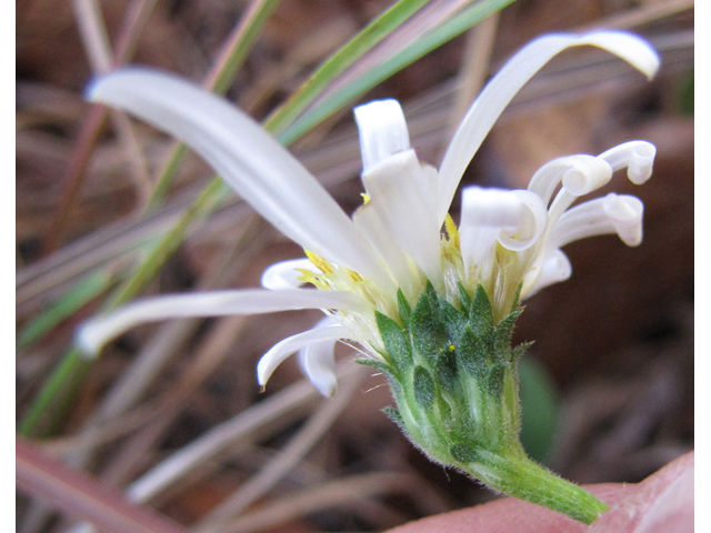 Symphyotrichum patens var. patens (Spreading aster) #36019