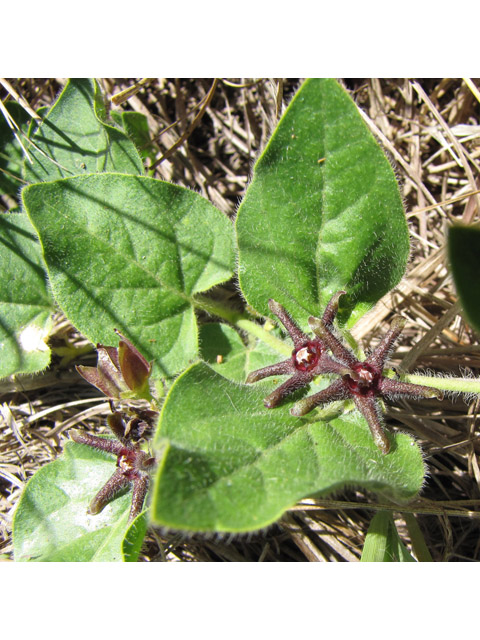 Matelea biflora (Star milkvine) #36027