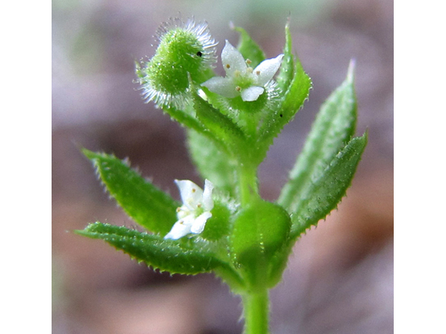 Galium aparine (Stickywilly) #36029