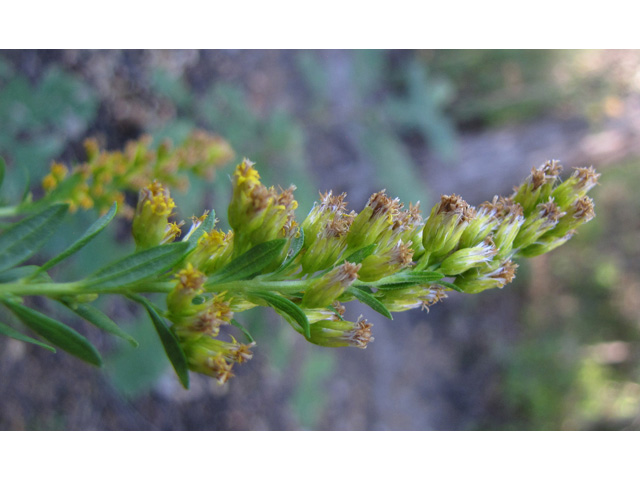 Solidago altissima (Tall goldenrod) #36037