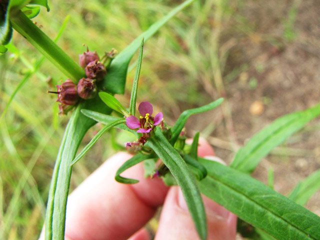 Ammannia coccinea (Valley redstem) #36058