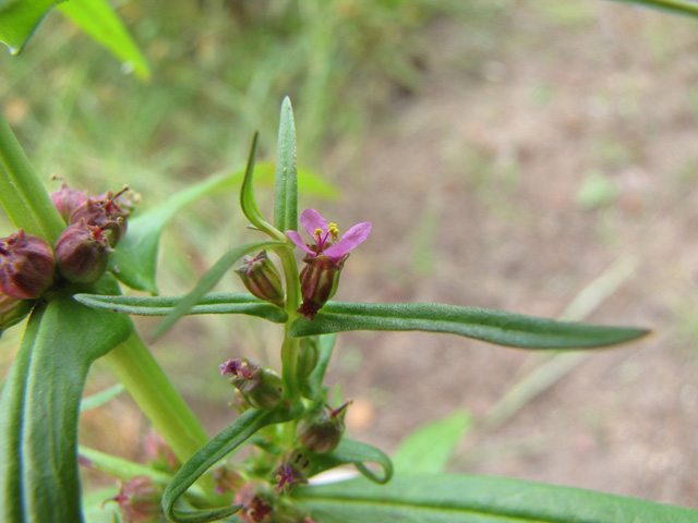 Ammannia coccinea (Valley redstem) #36059