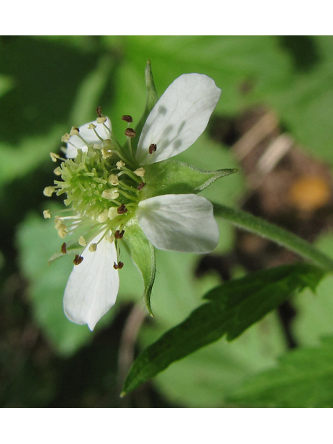 Geum canadense (White avens) #36065