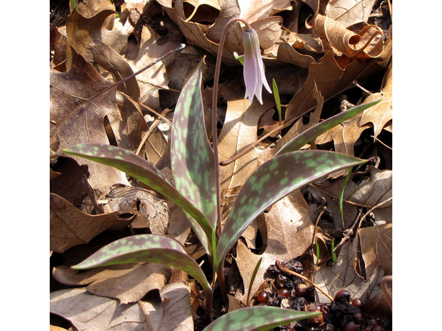 Erythronium albidum (White troutlily) #36081