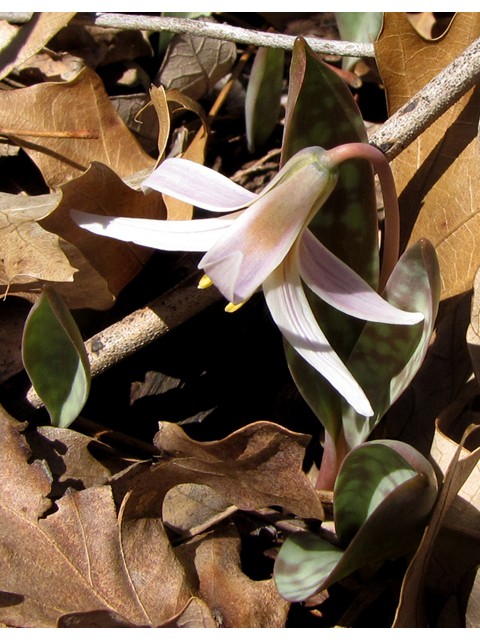 Erythronium albidum (White troutlily) #36083