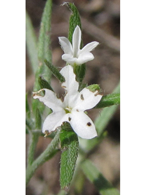 Heliotropium tenellum (Pasture heliotrope) #36106