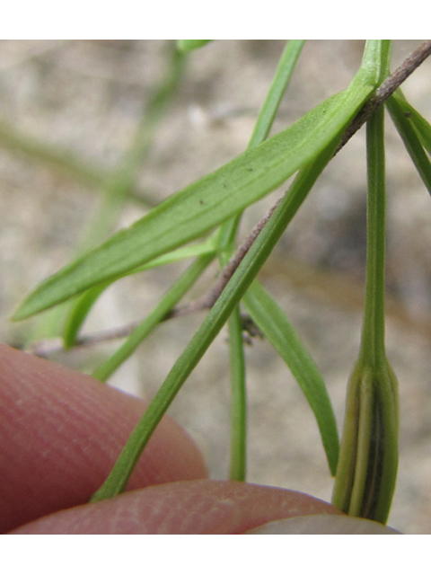 Centaurium texense (Lady bird's centaury) #36111