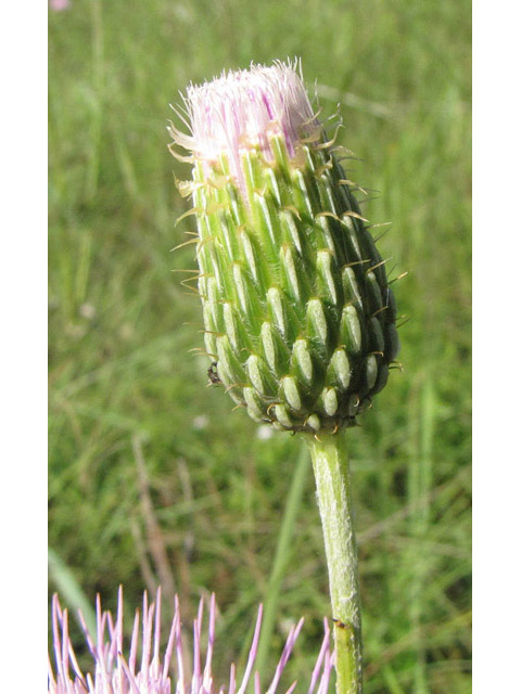 Cirsium engelmannii (Engelmann's thistle) #39013