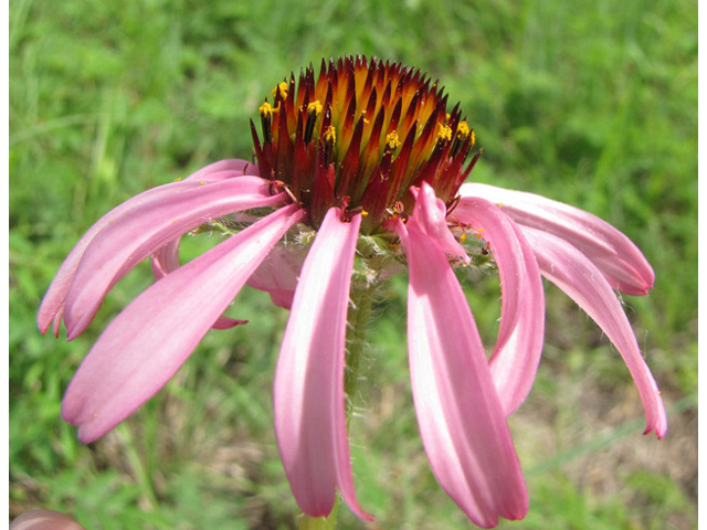 Echinacea angustifolia (Black samson) #39027