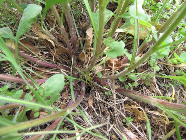 Erigeron strigosus (Prairie fleabane) #39032