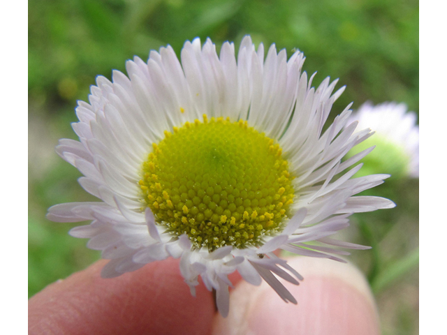 Erigeron strigosus (Prairie fleabane) #39034