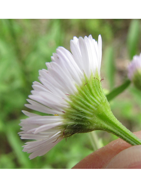 Erigeron strigosus (Prairie fleabane) #39039