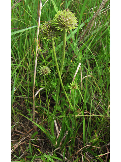 Marshallia caespitosa var. signata (Marked barbara's-buttons) #39055