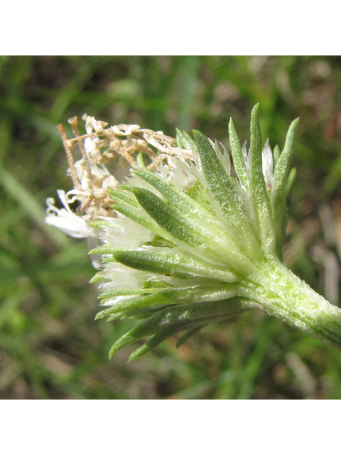 Marshallia caespitosa var. signata (Marked barbara's-buttons) #39058