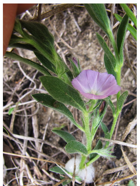 Evolvulus nuttallianus (Shaggy dwarf morning-glory) #39099