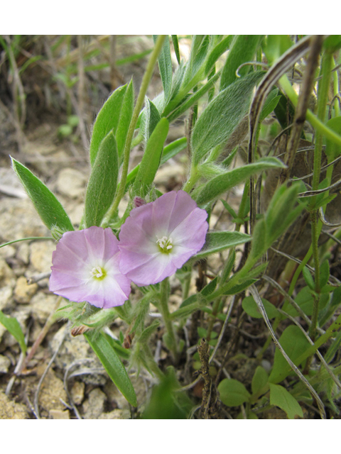 Evolvulus nuttallianus (Shaggy dwarf morning-glory) #39100