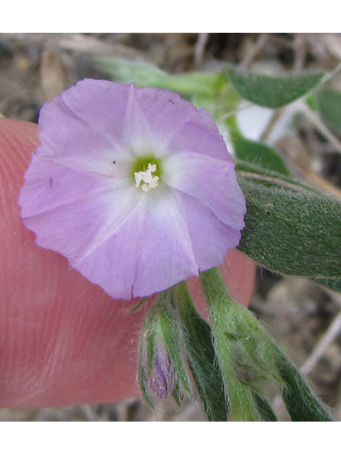 Evolvulus nuttallianus (Shaggy dwarf morning-glory) #39101