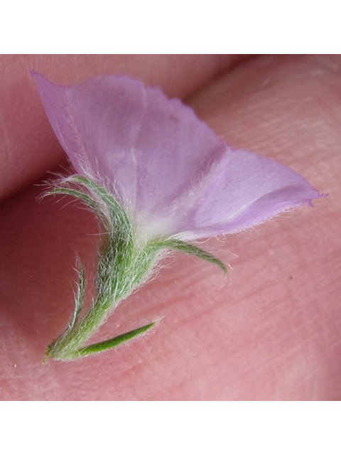 Evolvulus nuttallianus (Shaggy dwarf morning-glory) #39103