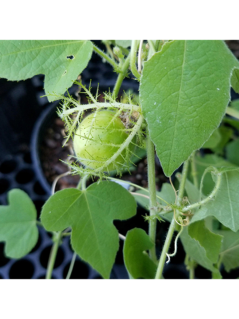 Passiflora foetida (Corona de cristo) #87859