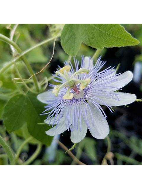 Passiflora foetida (Corona de cristo) #87860