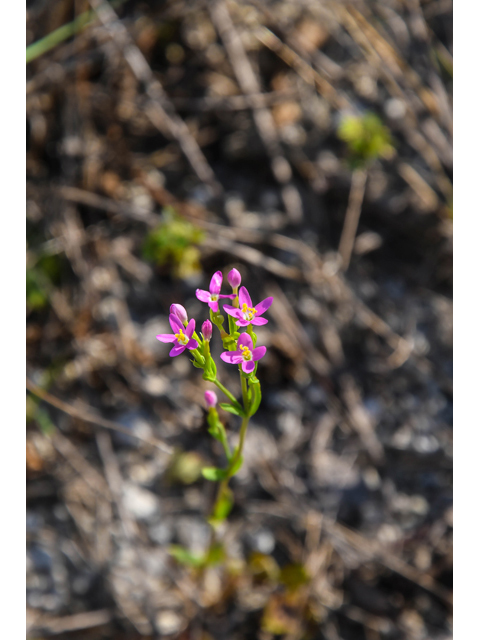 Centaurium texense (Lady bird's centaury) #60582