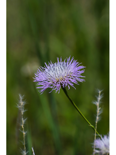 Centaurea americana (American basket-flower) #60591