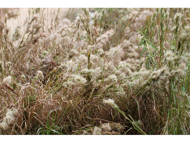 Andropogon glomeratus (Bushy bluestem) #46967