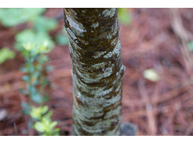 Ilex vomitoria (Yaupon) #47021