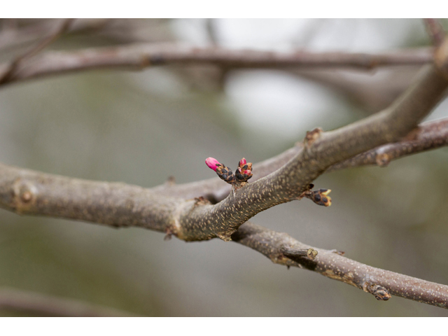 Cercis canadensis (Eastern redbud) #47055