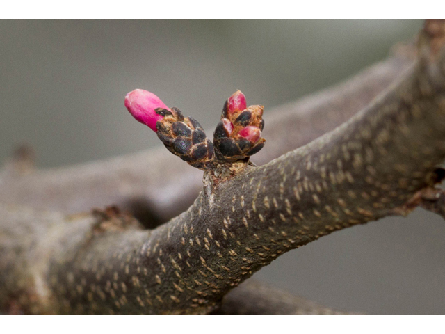 Cercis canadensis (Eastern redbud) #47056