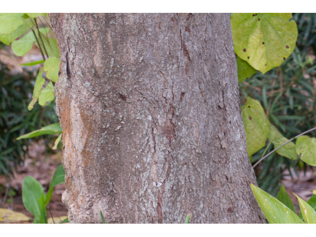 Cercis canadensis var. canadensis (Eastern redbud) #47063