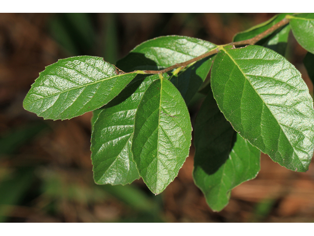 Ehretia anacua (Anacua) #47067