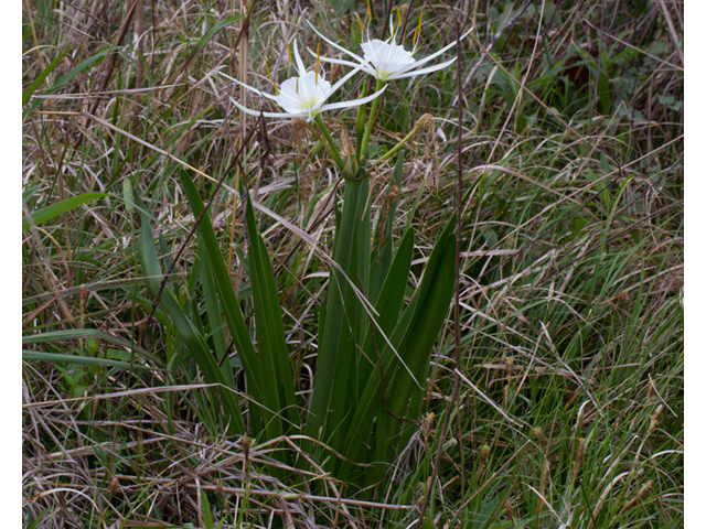 Hymenocallis liriosme (Texas spiderlily) #47897