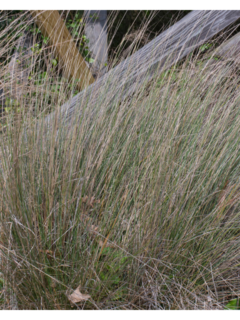 Muhlenbergia capillaris (Gulf muhly) #56729