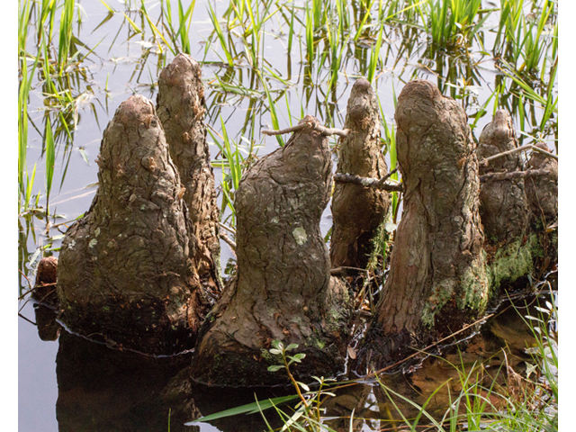 Taxodium distichum (Bald cypress) #56746