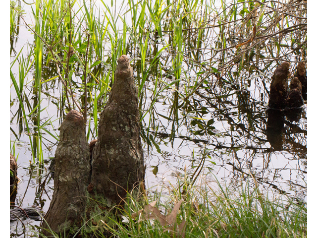 Taxodium distichum (Bald cypress) #56748