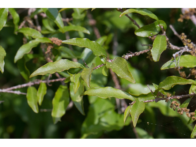 Malpighia glabra (Barbados cherry) #56760