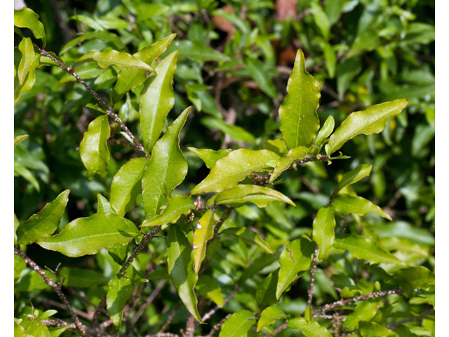 Malpighia glabra (Barbados cherry) #56761