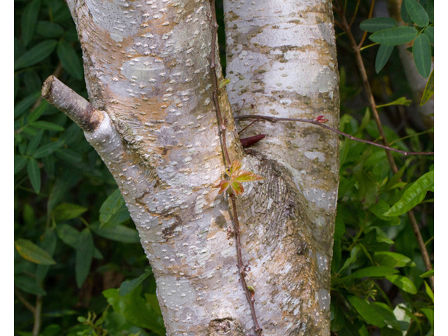 Morella cerifera (Wax myrtle ) #56770